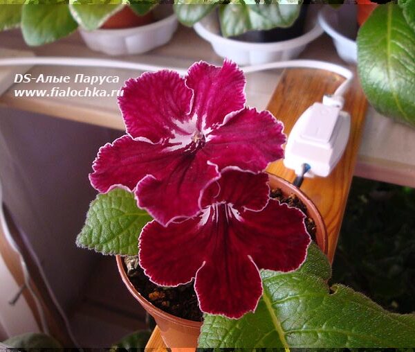 ds_alye_parusa_583
