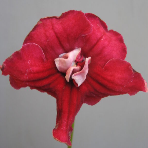 ds_amor_mio__988 ds_amor_mio__988