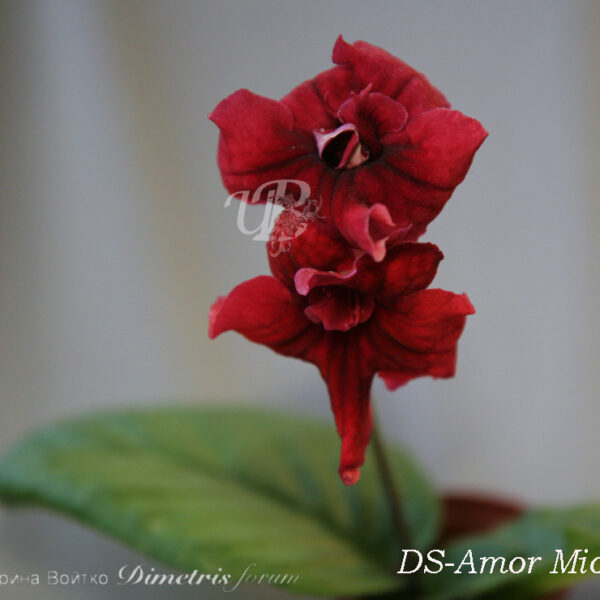 ds_amor_mio_ds_177 ds_amor_mio_ds_177