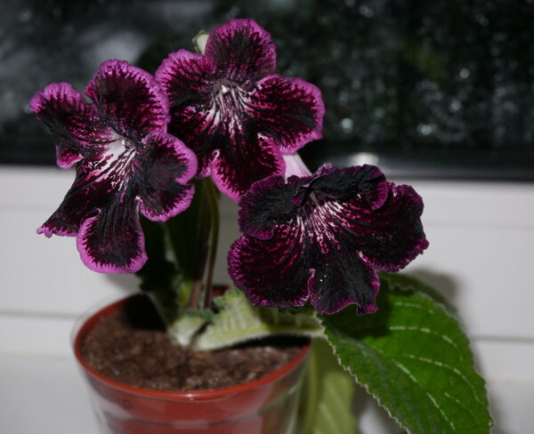 ds_ampir5_354