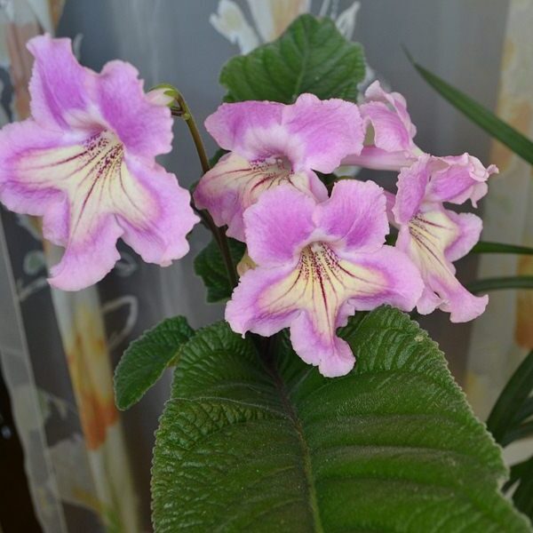 ds_ar_deko2_117