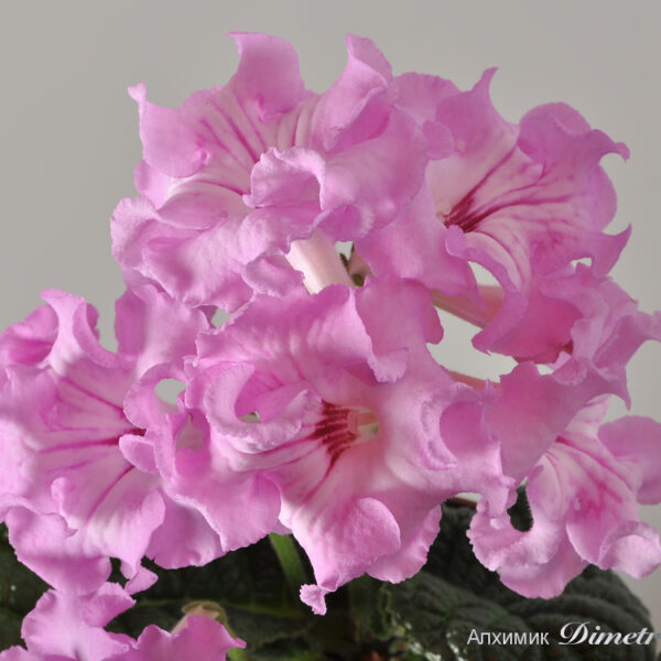 ds_babu_228 ds_babu_228