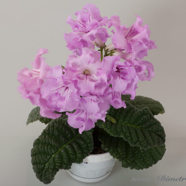 ds_babyequal_584 ds_babyequal_584