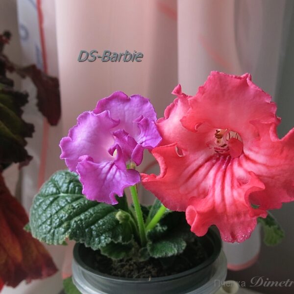 ds_barbie1_203 ds_barbie1_203