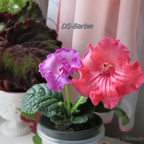 ds_barbie_176 ds_barbie_176