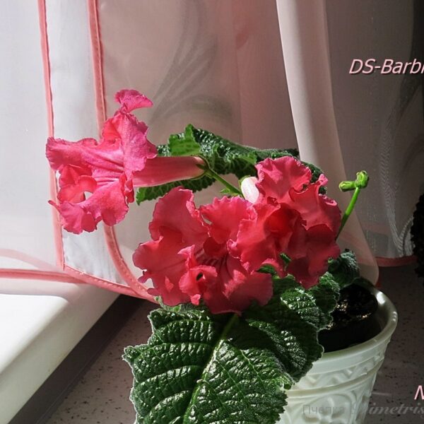 ds_barbie_1_322 ds_barbie_1_322