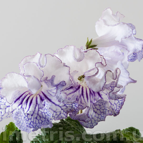 ds_beautiful_149