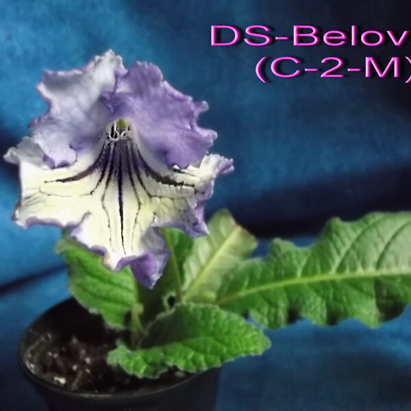 ds_beloved_c_2_m_240