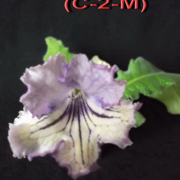 ds_beloved_c_2_m_2_762