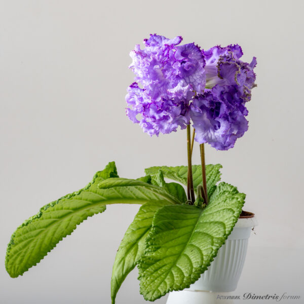 ds_blue_dragon_2241_211