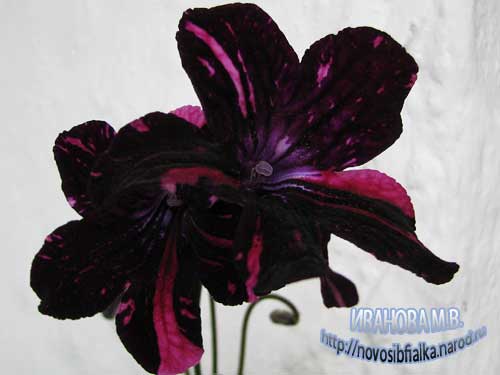 ds_chernaykoshka_116 ds_chernaykoshka_116