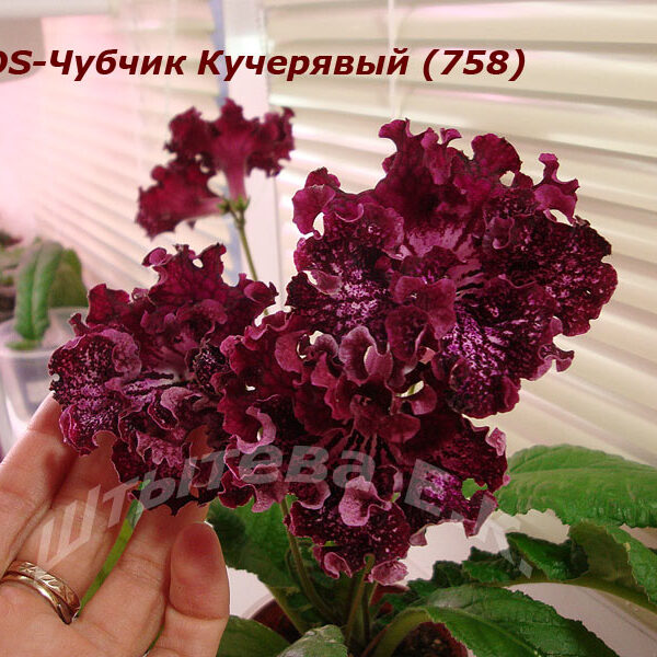 ds_chubchik_kucherjavy_160