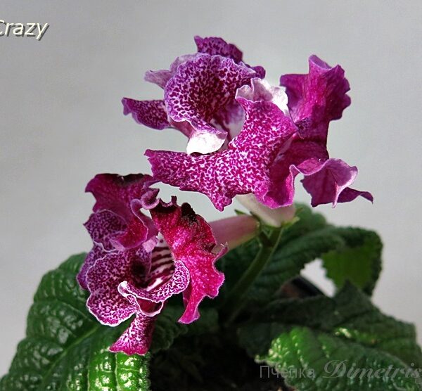 ds_crazy_152