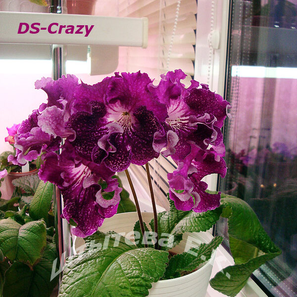 ds_crazy_268