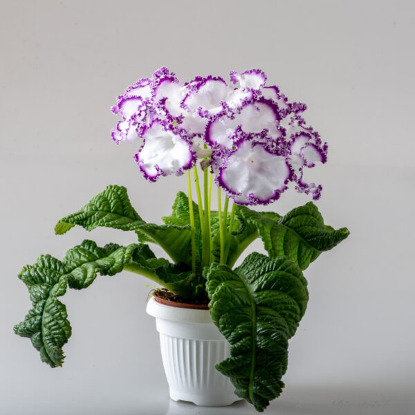 ds_cristalle_109