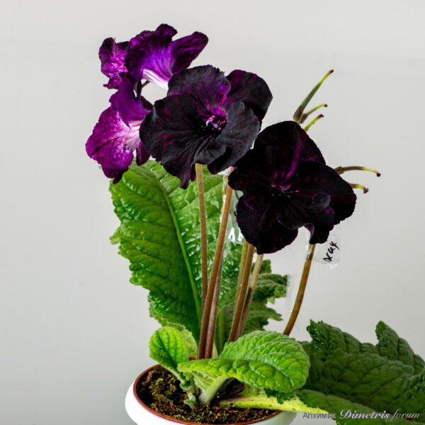 ds_deep_purple_138