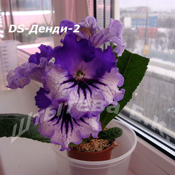ds_dendi2_362