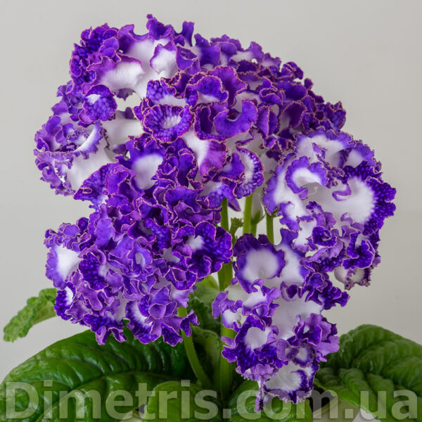 ds_dimetris_2_132 ds_dimetris_2_132