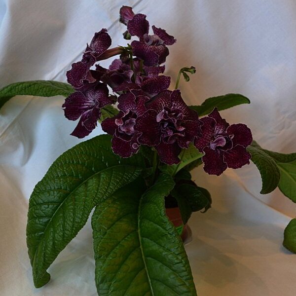 ds_elef44_870