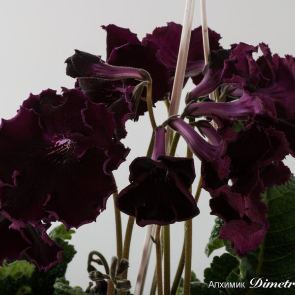 ds_equal__136