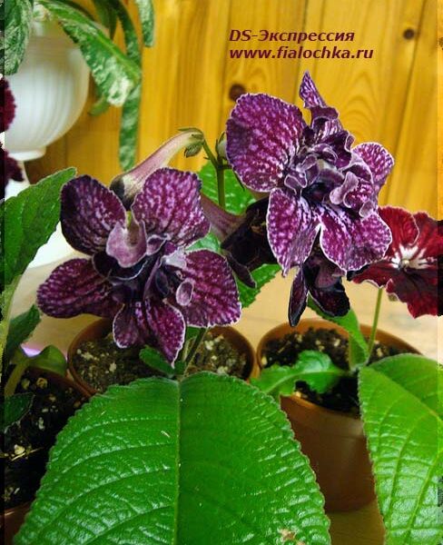 ds_expressia_192