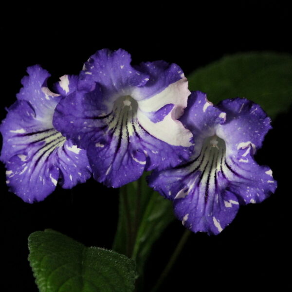 ds_february_199