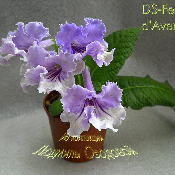 ds_femme_daventure_210