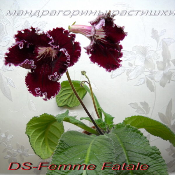 ds_femme_fatale_1__204 ds_femme_fatale_1__204