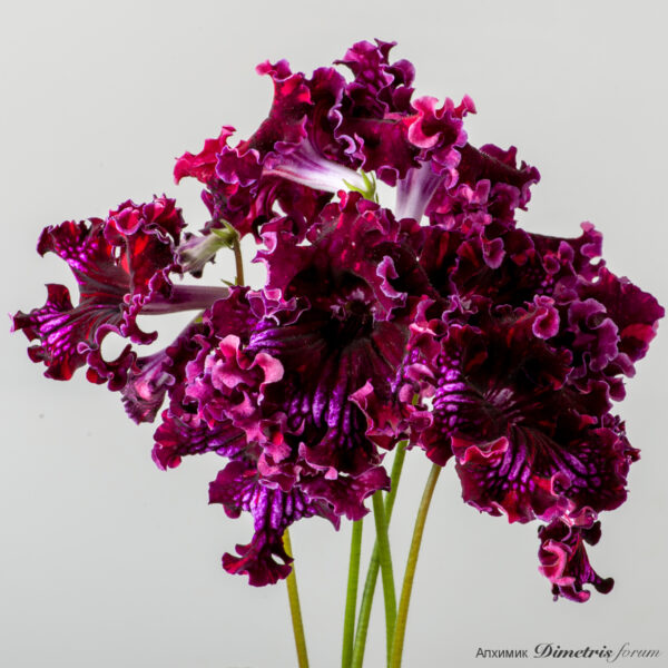 ds_fire_121
