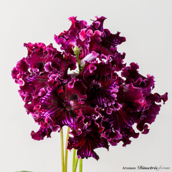 ds_fire_636