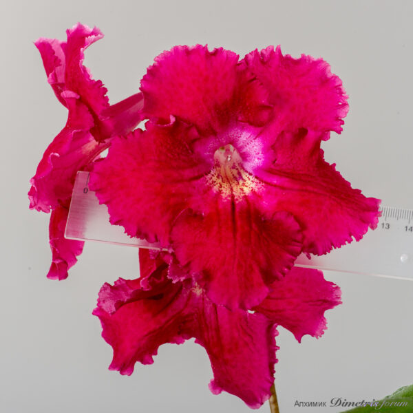 ds_five_inch__124