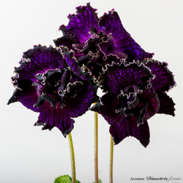 ds_flowerbombequal_784