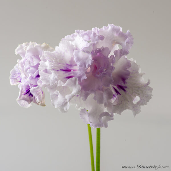 ds_generously_gifted_2648_167
