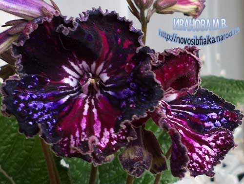 ds_gipnoz_194 ds_gipnoz_194