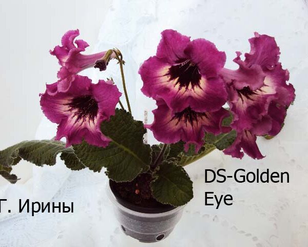 ds_golden_eye_200515_2_353