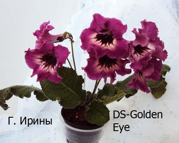 ds_golden_eye_200515_819