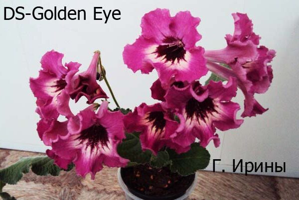 ds_golden_eye_240515_200