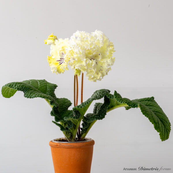 ds_golden_frills_2825_119