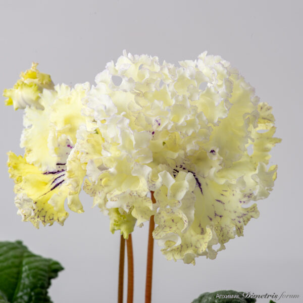 ds_golden_frills_2825_142