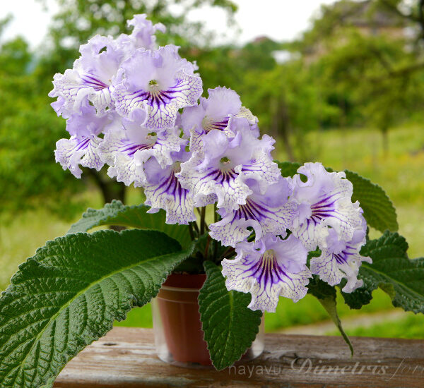 ds_hrust_kruzhevo9__111