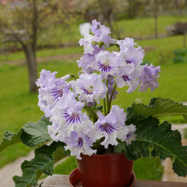 ds_hrustalnoe_kruzhevo4_859