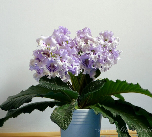 ds_hrustalnoe_kruzhevo8_922