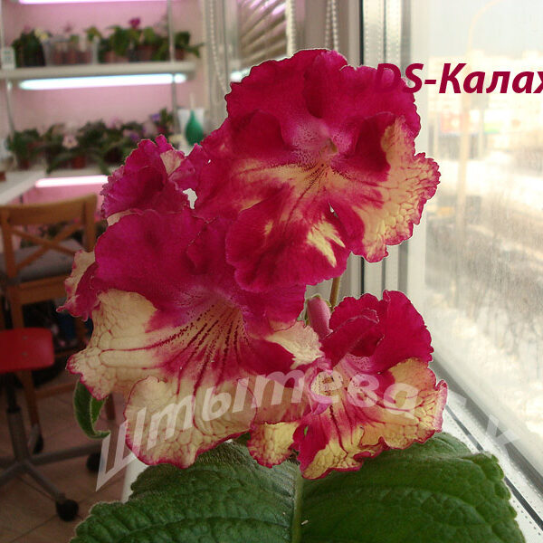 ds_kalakhari_166