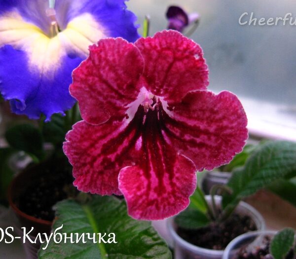 ds_klubnichka_311014_2_209