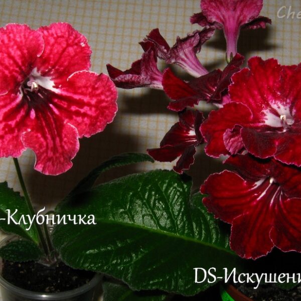 ds_klubnichka_and_ds_iskushenie_311014_180