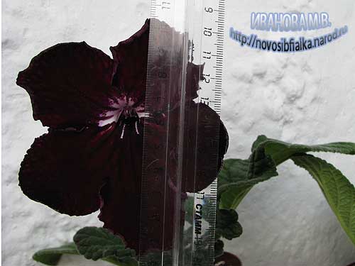 ds_korolevmantia2_162 ds_korolevmantia2_162