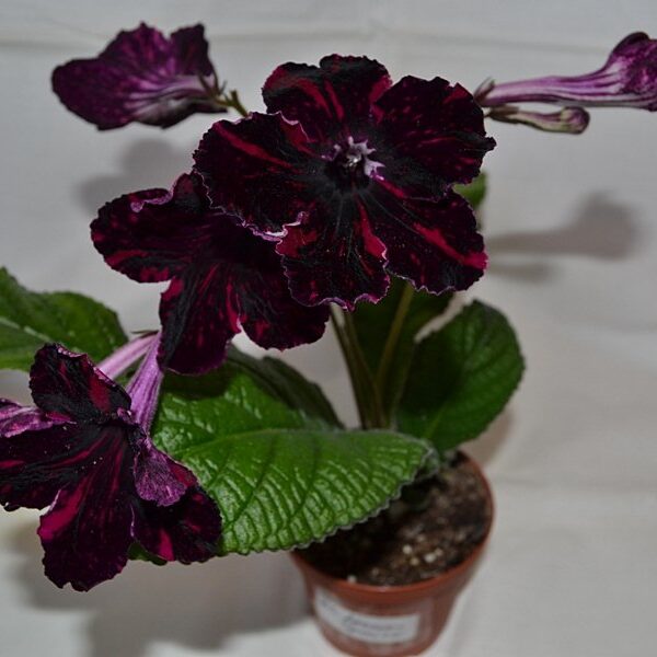 ds_kr_i_chornoe3_176