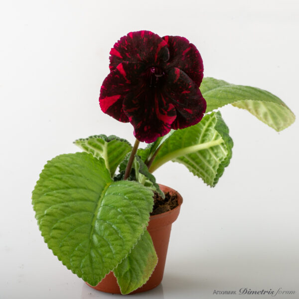 ds_lava_126