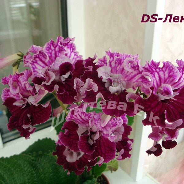 ds_lena_811