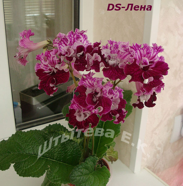 ds_lena_s_roz_614